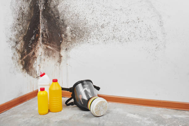 Best Affordable Mold Removal  in Rancho Santa Margarita, CA