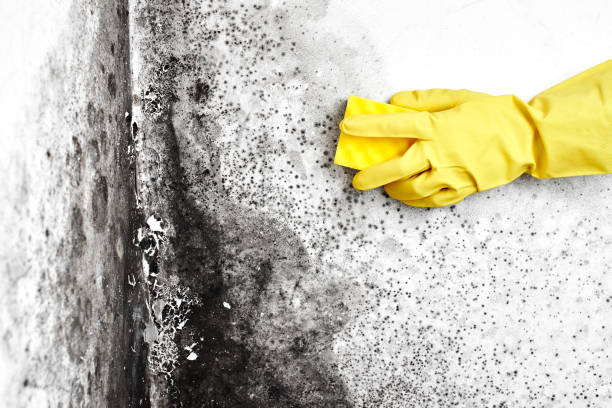  Rancho Santa Margarita, CA Mold Removal Pros