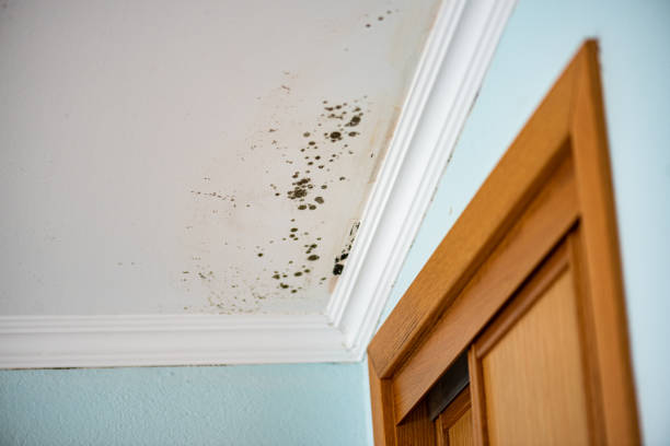 Best Professional Mold Removal  in Rancho Santa Margarita, CA