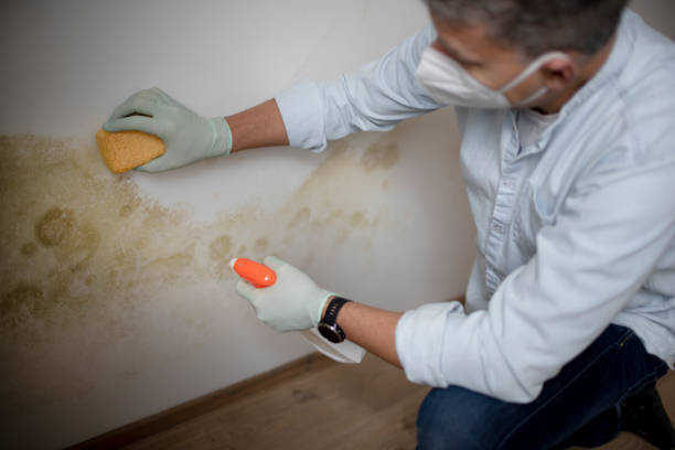 Best Emergency Mold Removal  in Rancho Santa Margarita, CA