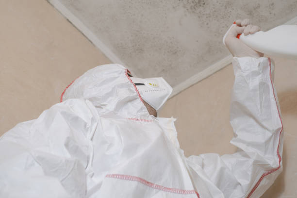 Best Professional Mold Removal  in Rancho Santa Margarita, CA