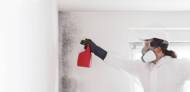 Best Mold Remediation  in Rancho Santa Margarita, CA