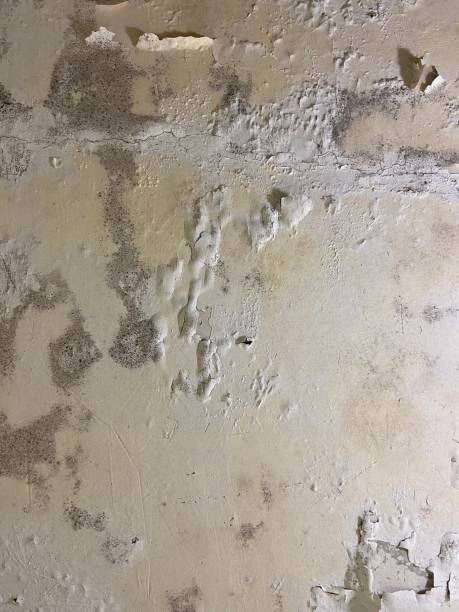 Best Mold Testing  in Rancho Santa Margarita, CA