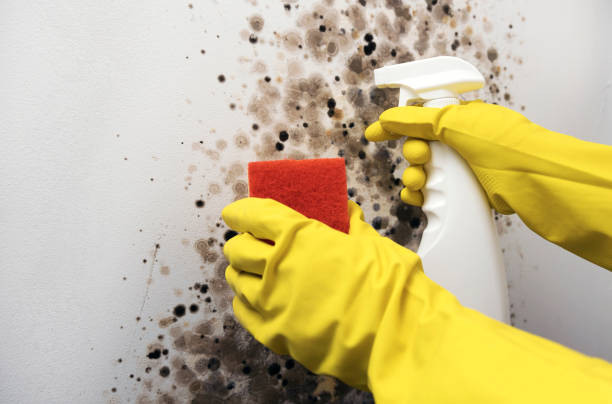 Best Local Mold Removal Service  in Rancho Santa Margarita, CA