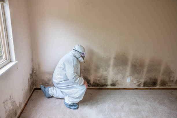 Best Office Mold Removal Services  in Rancho Santa Margarita, CA