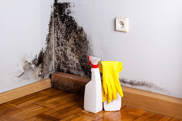 Best Mold Damage Repair  in Rancho Santa Margarita, CA