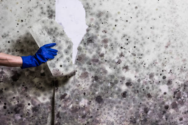 Home Mold Removal in Rancho Santa Margarita, CA