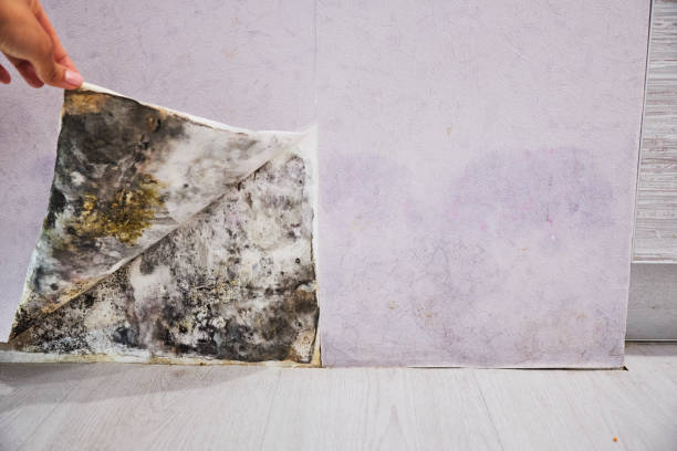 Best Fast Mold Removal  in Rancho Santa Margarita, CA